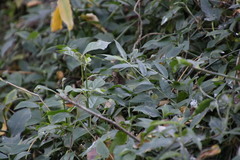 Aneilema aequinoctiale