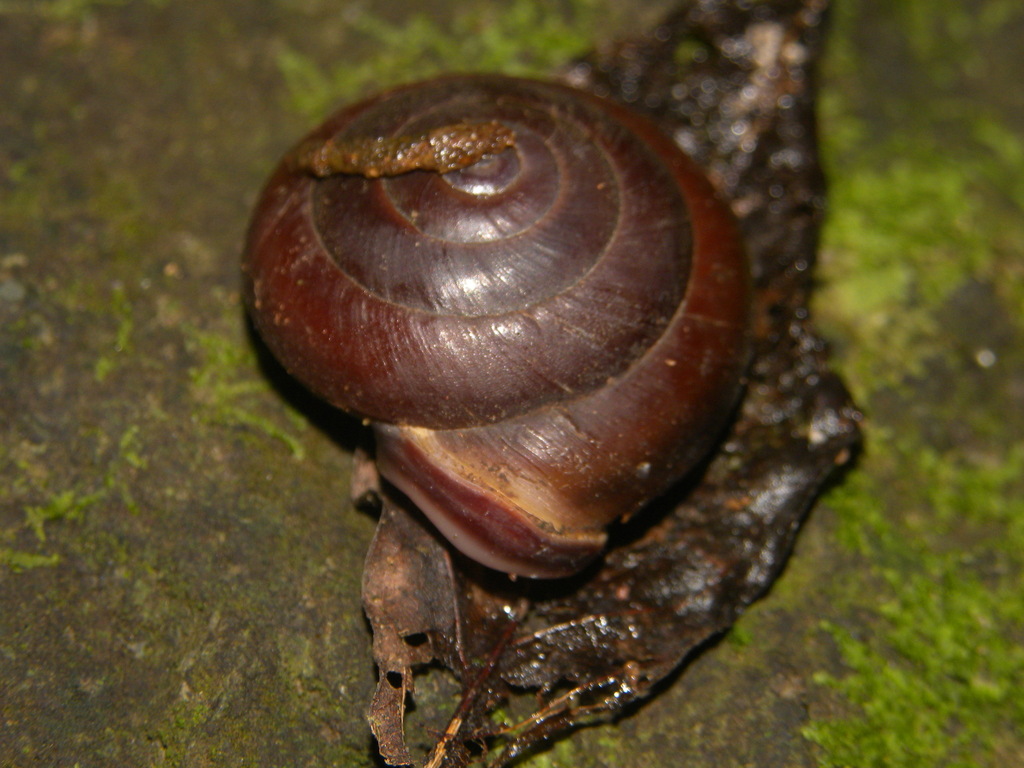 Dentellaria obesa
