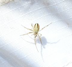 Neoscona adianta