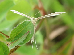Hellinsia osteodactylus