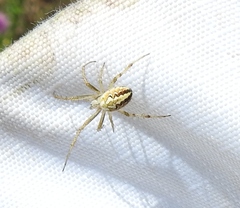 Neoscona adianta