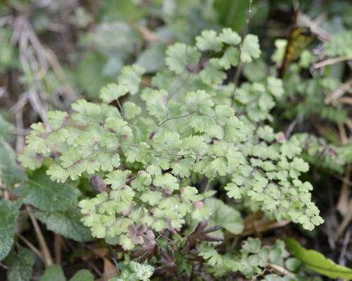 Complex Digitatum clade · iNaturalist