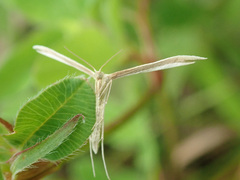 Hellinsia osteodactylus