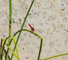 Crocothemis erythraea