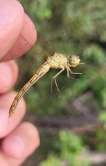 Sympetrum meridionale