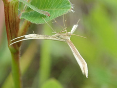 Hellinsia osteodactylus