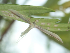 Hellinsia osteodactylus