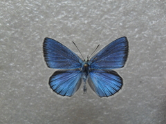 Polyommatus damone