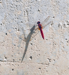 Crocothemis erythraea