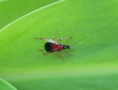 Phyllopalpus pulchellus