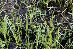 Cyperus nitidus
