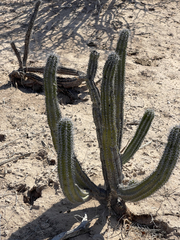 Lophocereus gatesii