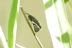 Erynnis tristis