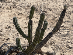 Lophocereus gatesii