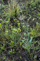 Senecio discodregeanus
