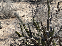 Lophocereus gatesii
