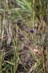 Senecio variabilis