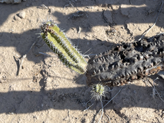 Lophocereus gatesii