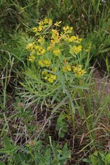 Euphorbia saratoi