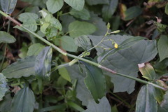 Aneilema aequinoctiale