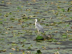 Ardea cinerea