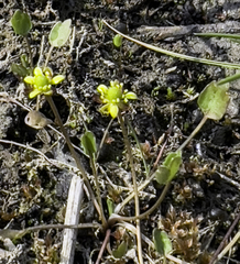 Ranunculus hyperboreus