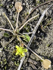 Ranunculus hyperboreus