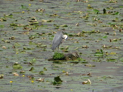 Ardea cinerea