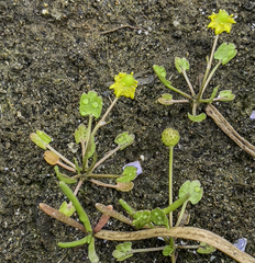 Ranunculus hyperboreus