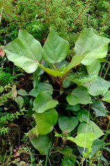 Oreopanax pycnocarpus