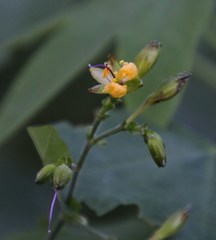 Aneilema aequinoctiale