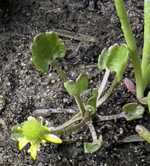Ranunculus hyperboreus