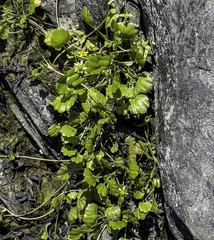 Ranunculus hyperboreus