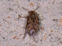 Algarobius bottimeri