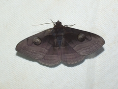 Spirama retorta