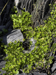 Ranunculus hyperboreus