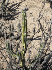 Lophocereus gatesii