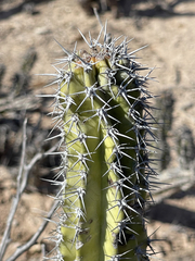 Lophocereus gatesii