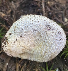 Lycoperdon subcretaceum