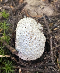 Lycoperdon subcretaceum