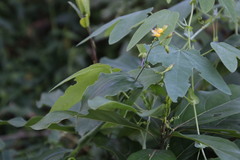 Aneilema aequinoctiale