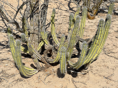 Lophocereus gatesii