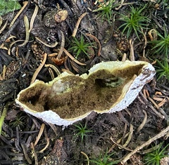 Lycoperdon subcretaceum