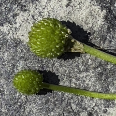 Ranunculus hyperboreus