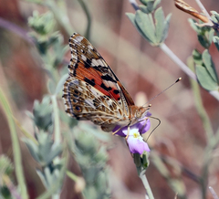 Vanessa cardui