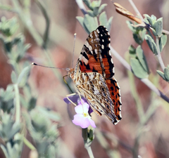 Vanessa cardui