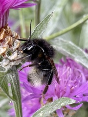 Bombus