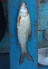 Hampala macrolepidota