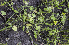 Ranunculus hyperboreus