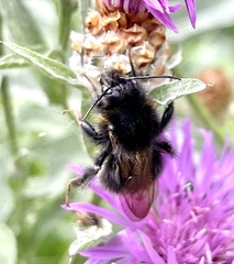 Bombus